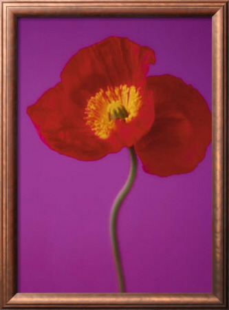 Red Poppy by Masao Ota Pricing Limited Edition Print image