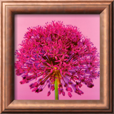 Pink Allium by Juliet Greene Pricing Limited Edition Print image