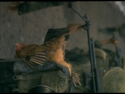 Chicken Hanging From Backpack Of S. Vietnamese Soldier, Taken During Search Of A Village by Larry Burrows Pricing Limited Edition Print image