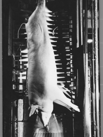 Dead Pig, Hanging Head Downward From Conveyor, At Swift Meat Packing Packington Plant by Margaret Bourke-White Pricing Limited Edition Print image