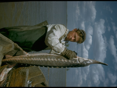 Fisherman Holding Osetra Sturgeon At Tanya Avangardnaya In Volga River Delta, Russia by Carl Mydans Pricing Limited Edition Print image