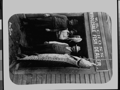 Several Men Posing Next To Short-Nosed Sturgeon, Caught In Indian River by Harry E. Hill Pricing Limited Edition Print image