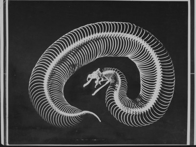 Skeleton Of A 4-Ft-Long Gaboon Viper Showing 160 Pairs Of Movable Ribs by Andreas Feininger Pricing Limited Edition Print image