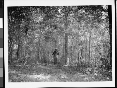 A Man Walking In A Heavily Wooded Area On Staten Island, Ny by Wallace G. Levison Pricing Limited Edition Print image