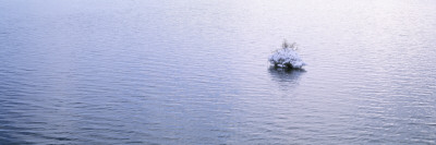 High Angle View Of A Snow Covered Tree In A Lake, Lake Myvatn, Iceland by Throstur Thordarson Pricing Limited Edition Print image