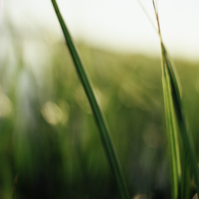 Close-Up Of Grass by Anna Hult Pricing Limited Edition Print image