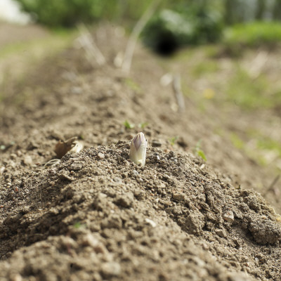 A Sprout Of Asparagus Coming Out Of The Soil by Niclas Albinsson Pricing Limited Edition Print image