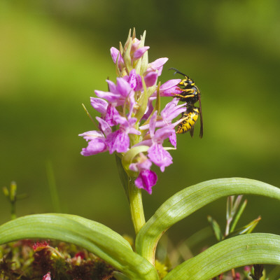 Close-Up Of A Wasp Pollinating A Flower by Par Domeij Pricing Limited Edition Print image