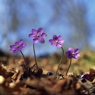 Close-Up Of Purple Flowers by Ove Eriksson Pricing Limited Edition Print image