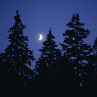 A Half Moon Over Treetops by Ove Eriksson Pricing Limited Edition Print image