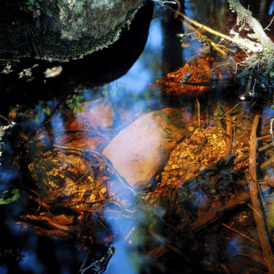 High Angle View Of A Stream, Tyresta National Park, Sweden by Rolf Ternblad Pricing Limited Edition Print image