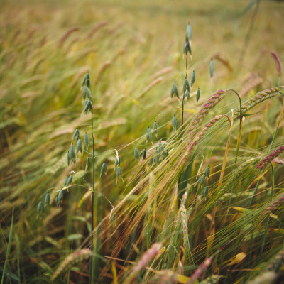 Wheat Growing In A Field by Inge Ekstrom Pricing Limited Edition Print image