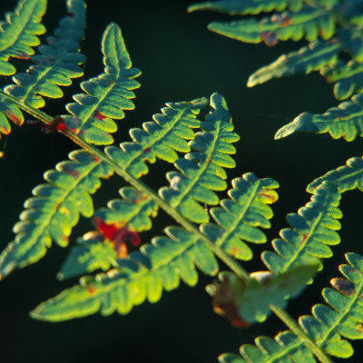 Close-Up Of Leaves by Inge Ekstrom Pricing Limited Edition Print image
