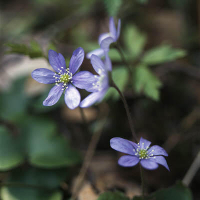 Close Up Of Blue Flowers by Lars Dahlstrom Pricing Limited Edition Print image