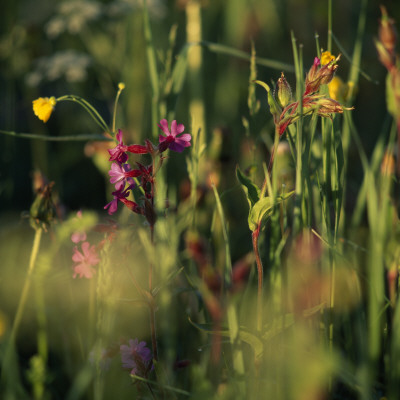 Close Up Of Wild Flowers by Lars Dahlstrom Pricing Limited Edition Print image