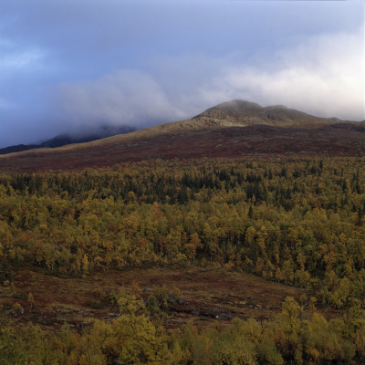 Trees On A Landscape by Lars Dahlstrom Pricing Limited Edition Print image