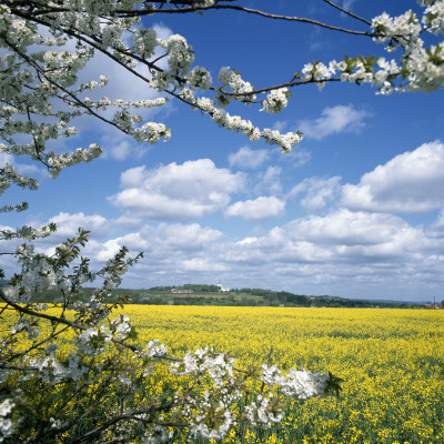 Oilseed Rape In A Field (Brassica Napus) by Jorgen Larsson Pricing Limited Edition Print image