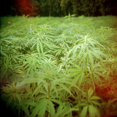 Cannabis Plants In A Field (Cannabis Sativa) by Liv Carle Mortensen Pricing Limited Edition Print image