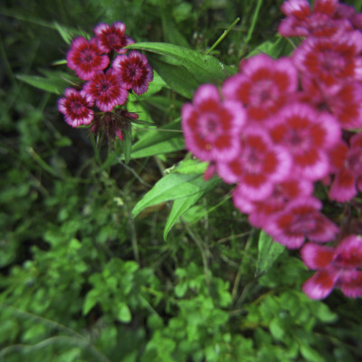 Small Purple Flowers by Mikael Andersson Pricing Limited Edition Print image