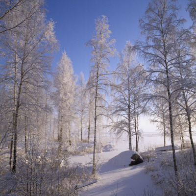 A Forest In Winter, Varmland, Sweden by Mikael Andersson Pricing Limited Edition Print image