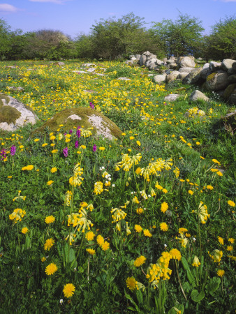 Orchids In A Meadow In Skane, Sweden by Anders Ekholm Pricing Limited Edition Print image