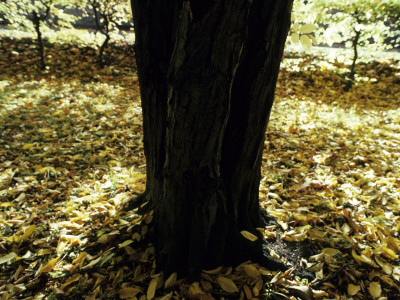 Low Section View Of A Tree Trunk by Bjorn Alander Pricing Limited Edition Print image