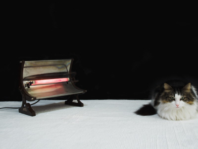 Cat And Heater by Barbara Fischer Pricing Limited Edition Print image