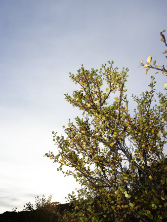 Autumn Leaves At Thingvellir, Iceland by Atli Mar Pricing Limited Edition Print image