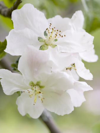 Apple Blossom by Anders Ekholm Pricing Limited Edition Print image