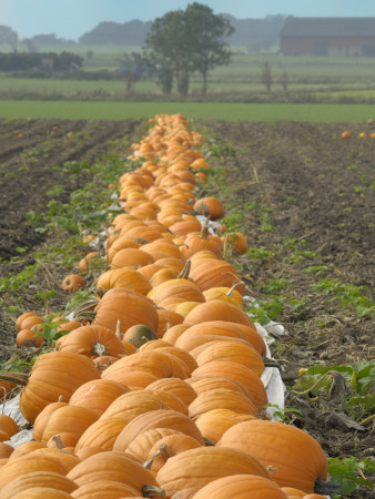 Pumpkins In A Field, Sweden by Berndt-Joel Gunnarsson Pricing Limited Edition Print image