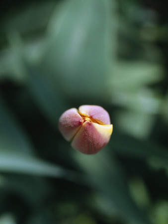 A Tulip Bud by Bibbie Friman Pricing Limited Edition Print image