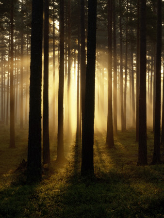 A Misty Morning In A Forest In Sormland, Sweden by Anders Ekholm Pricing Limited Edition Print image