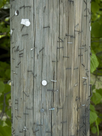 A Pole With Nails In It, That Announcements Have Been Removed From by Anna G Tufvesson Pricing Limited Edition Print image