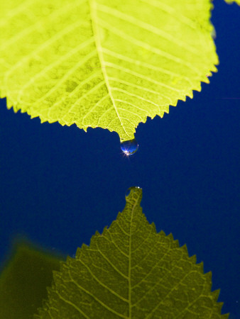 A Drop Of Water Falling From A Leaf Into Water by Anders Ekholm Pricing Limited Edition Print image