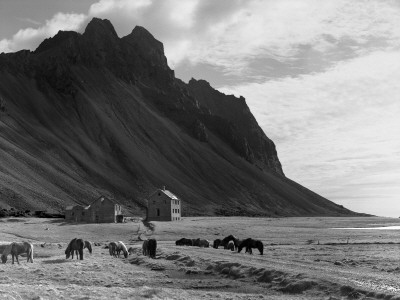 Herd Of Horses In A Field, Hornafjordur, Iceland by Herman Meisner Pricing Limited Edition Print image
