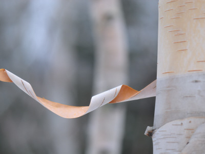 Birch Bark Coil by Jack Illingworth Pricing Limited Edition Print image