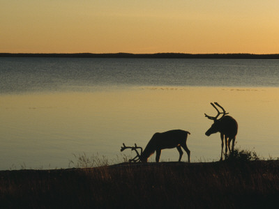 Two Reindeers By A Lake At Dusk, Finland by Hannu Hautala Pricing Limited Edition Print image