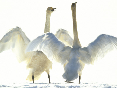 Two Whooper Swans Flapping Their Wings by Hannu Hautala Pricing Limited Edition Print image