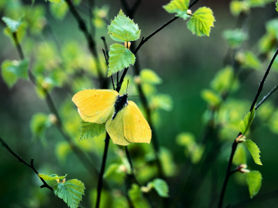 Close-Up Of A Butterfly On A Tree by Gunnar Larsson Pricing Limited Edition Print image