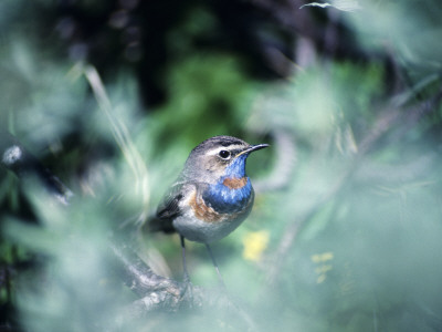 A Little Bird In A Tree by Jorgen Larsson Pricing Limited Edition Print image