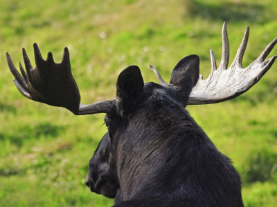 Close-Up Of A Moose (Alces Alces) In A Field by Jorgen Larsson Pricing Limited Edition Print image