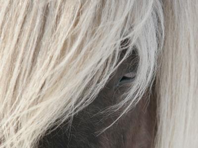 Close-Up Of Manes Of An Icelandic Horse by Jorgen Larsson Pricing Limited Edition Print image