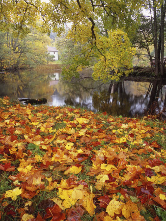 Fallen Autumnal Leaves At A Lakeside by Jorgen Larsson Pricing Limited Edition Print image