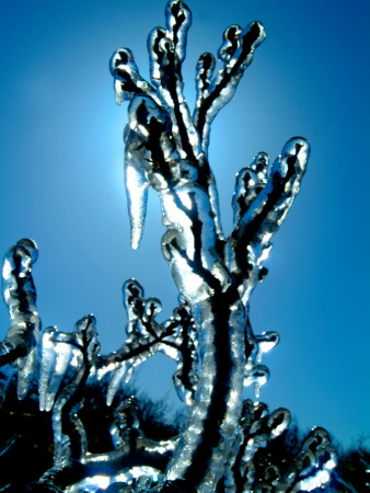 An Icy Branch Of A Bush by Larus Karl Ingasson Pricing Limited Edition Print image