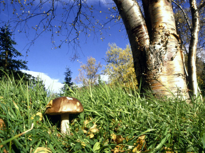 A Mushroom By A Tree by Larus Karl Ingasson Pricing Limited Edition Print image