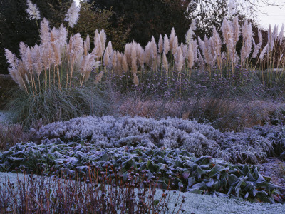Frosty Border With Pampas Grass, Bergenia And Verbena Bonariensis, Designer: Duncan Heather by Clive Nichols Pricing Limited Edition Print image