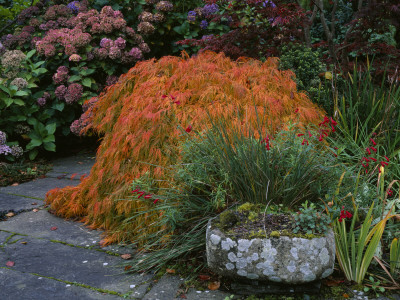 Lakemount, Ireland - Acer Dissectum Viridis, Stone Trough In Autumn, Designer: Brian Cross by Clive Nichols Pricing Limited Edition Print image