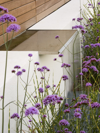 Minimalist Garden Designed By Wynniatt-Husey Clarke: Water Feature Surrounded By Planting by Clive Nichols Pricing Limited Edition Print image