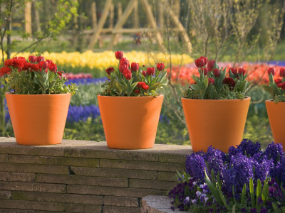 Orange Terracotta Pots On Wall Planted - Red Tulips And Ranunculus, Keukenhof Gardens, Netherlands by Clive Nichols Pricing Limited Edition Print image