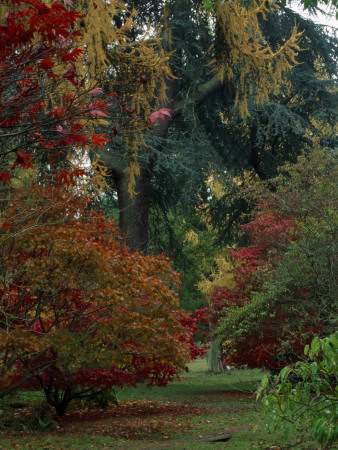 Harcourt Arboretum, Oxfordshire - Acer Palmatum 'Ozakazuki' And A Larix In The Woodland by Clive Nichols Pricing Limited Edition Print image
